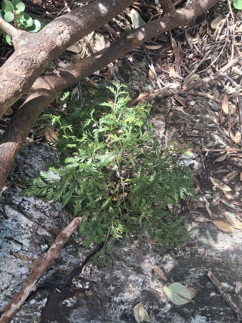 Asplenium haurakiense photo 6