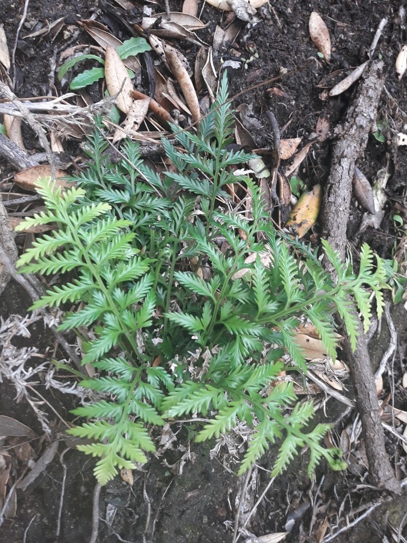 Asplenium haurakiense photo 7