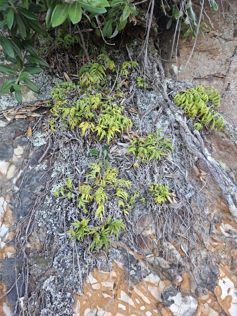 Asplenium haurakiense photo 8