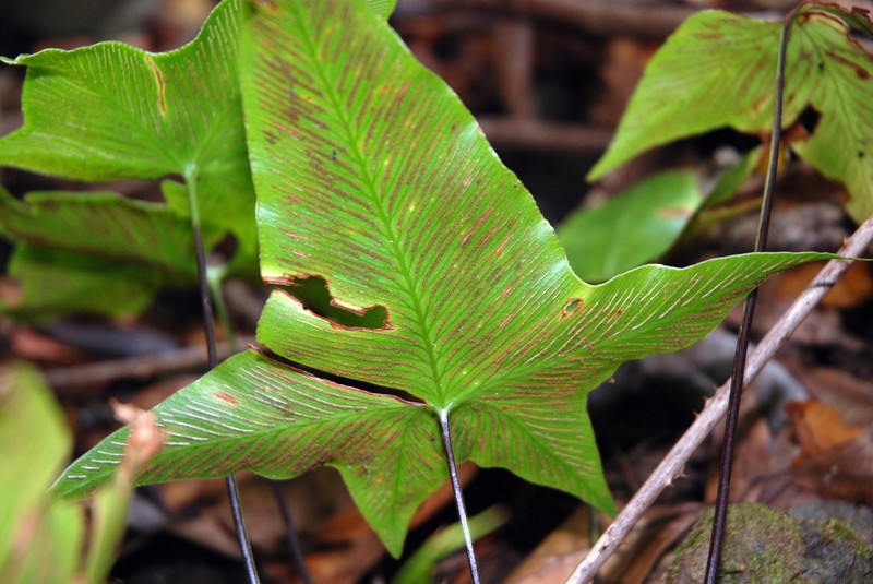 Asplenium hemionitis