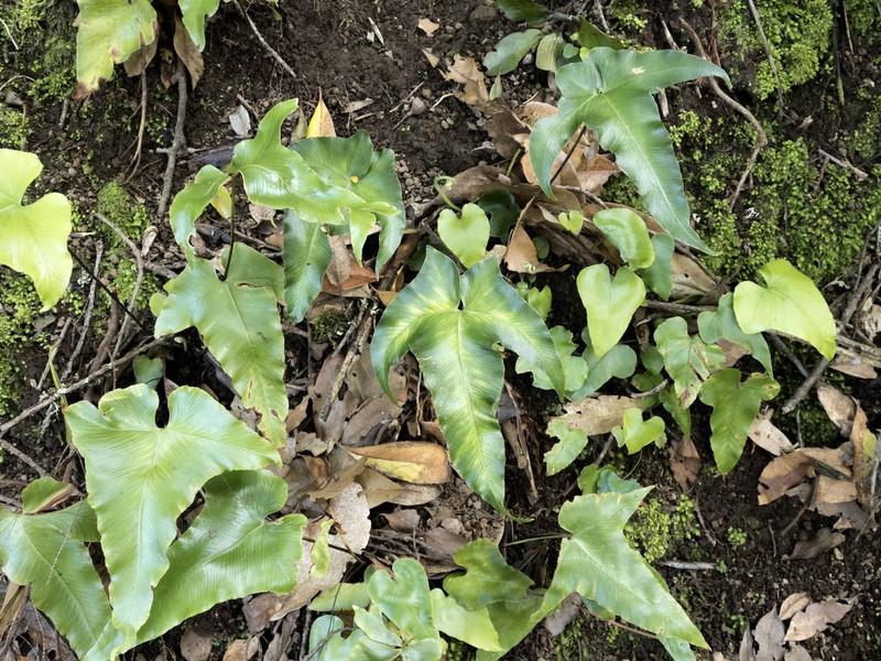 Asplenium hemionitis photo 4