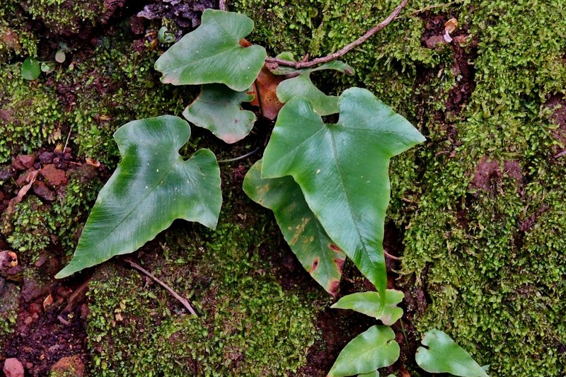 Asplenium hemionitis photo 5