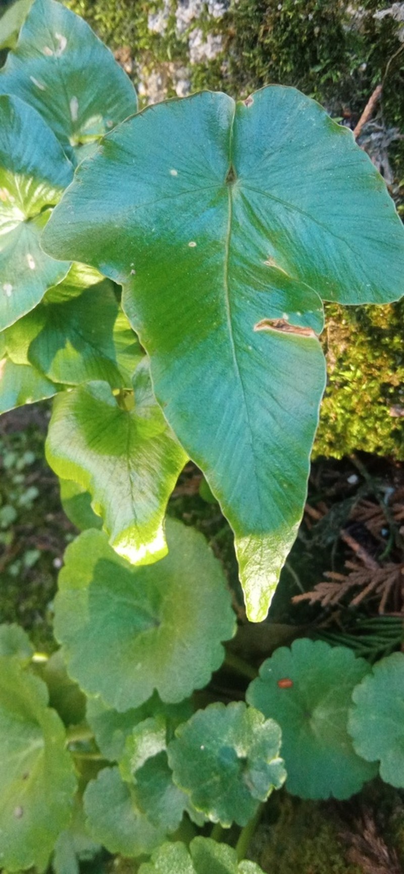Asplenium hemionitis photo 6