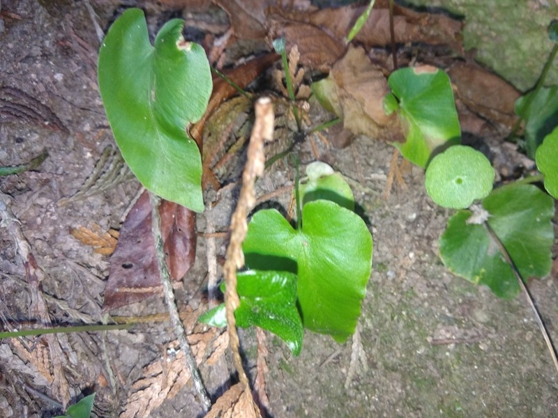 Asplenium hemionitis photo 7