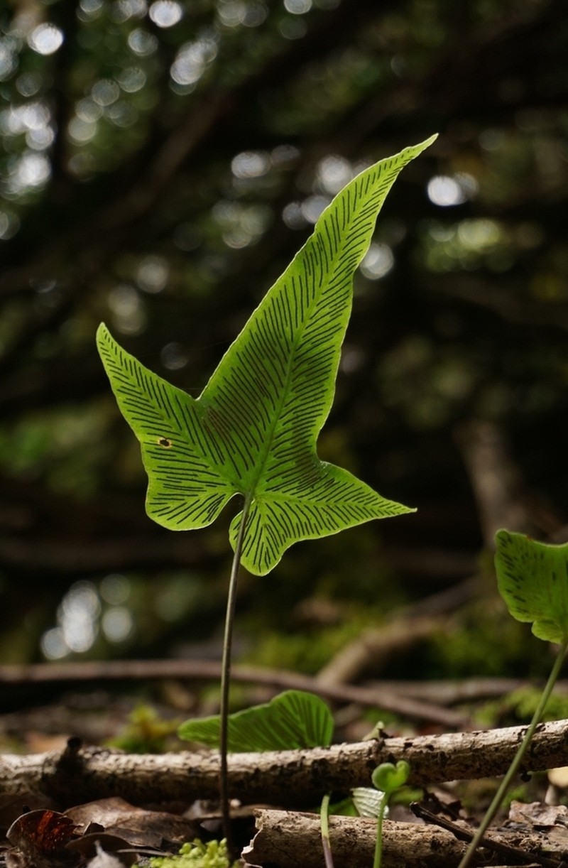 Asplenium hemionitis photo 2