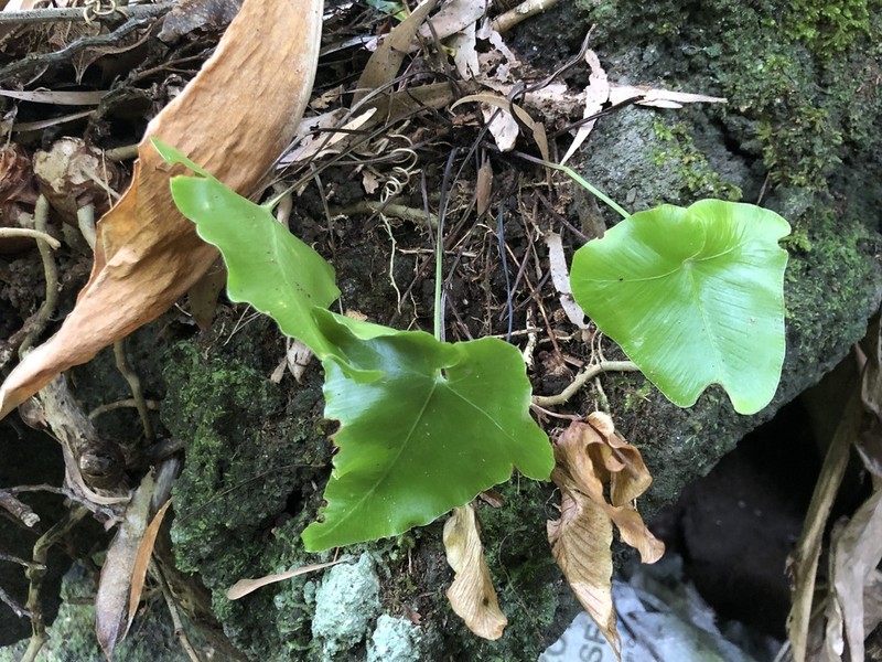 Asplenium hemionitis photo 3