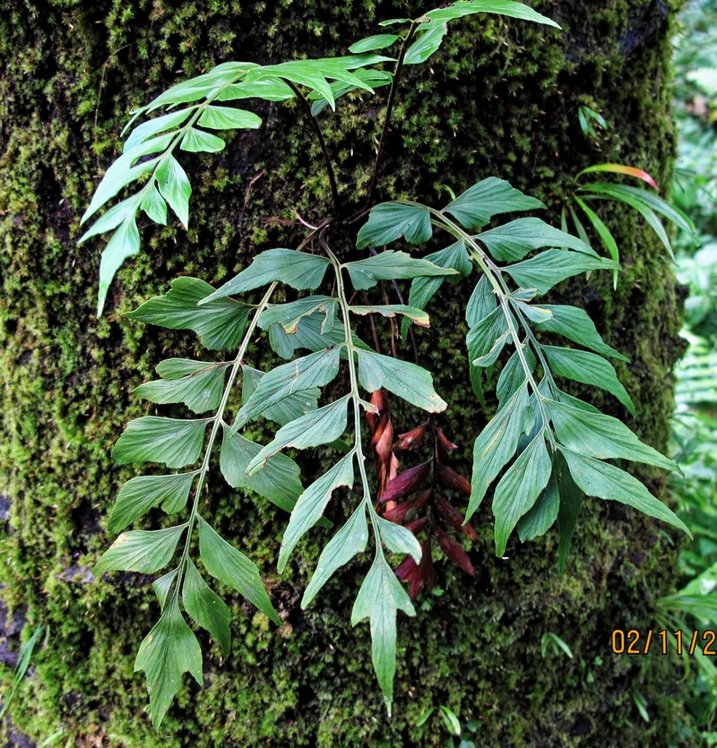 Asplenium hemitomum