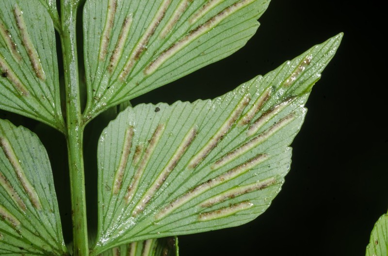 Asplenium hemitomum photo 2