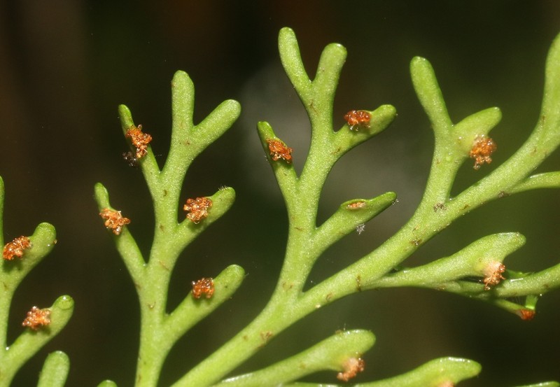 Asplenium herpetopteris