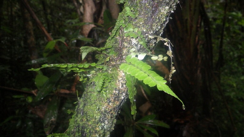 Asplenium herpetopteris photo 2