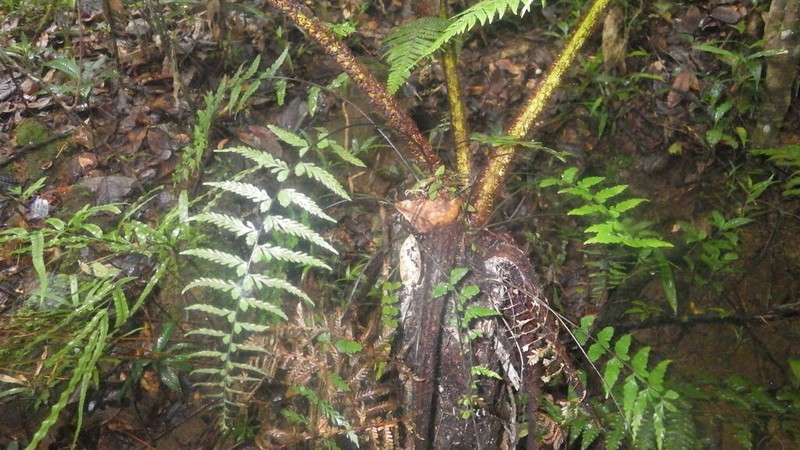 Asplenium herpetopteris photo 3