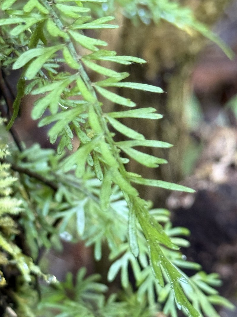 Asplenium herpetopteris photo 4