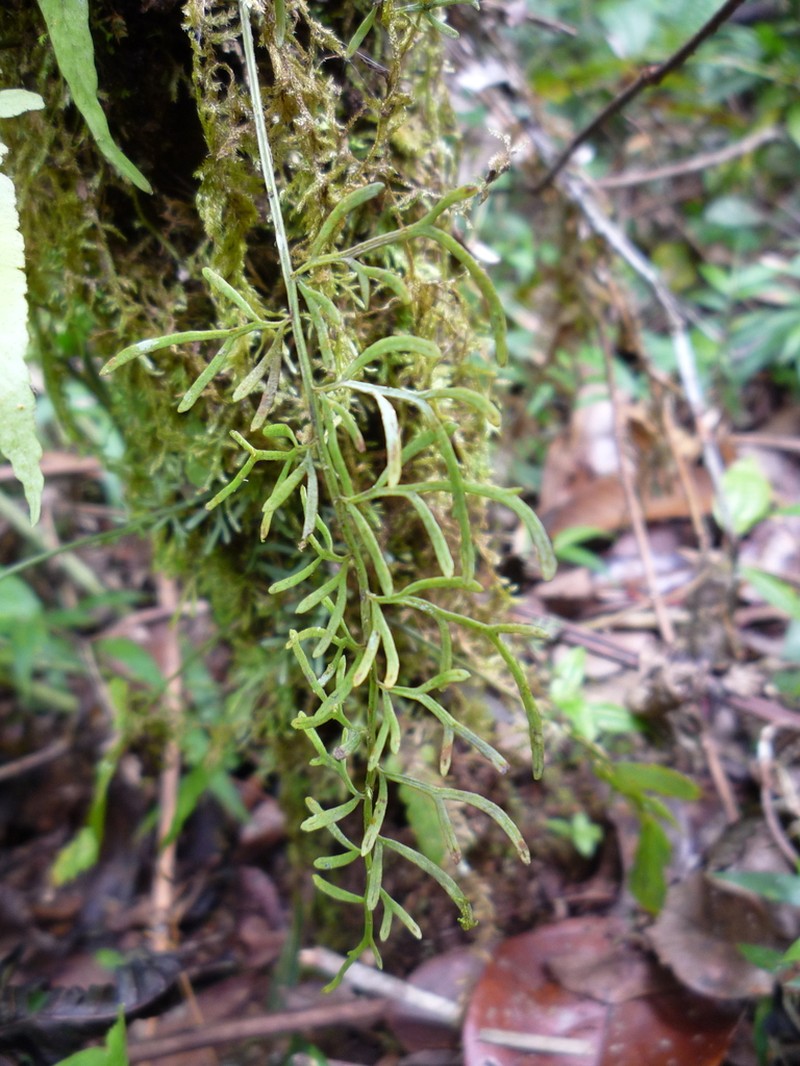 Asplenium herpetopteris photo 5