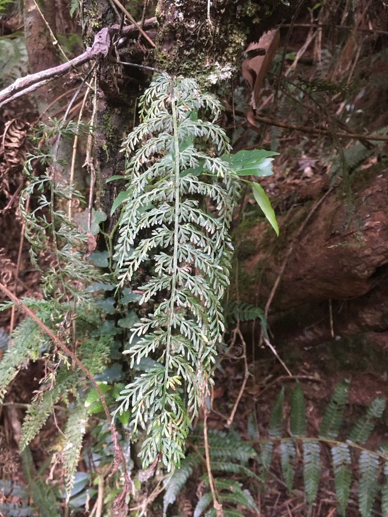 Asplenium herpetopteris photo 6