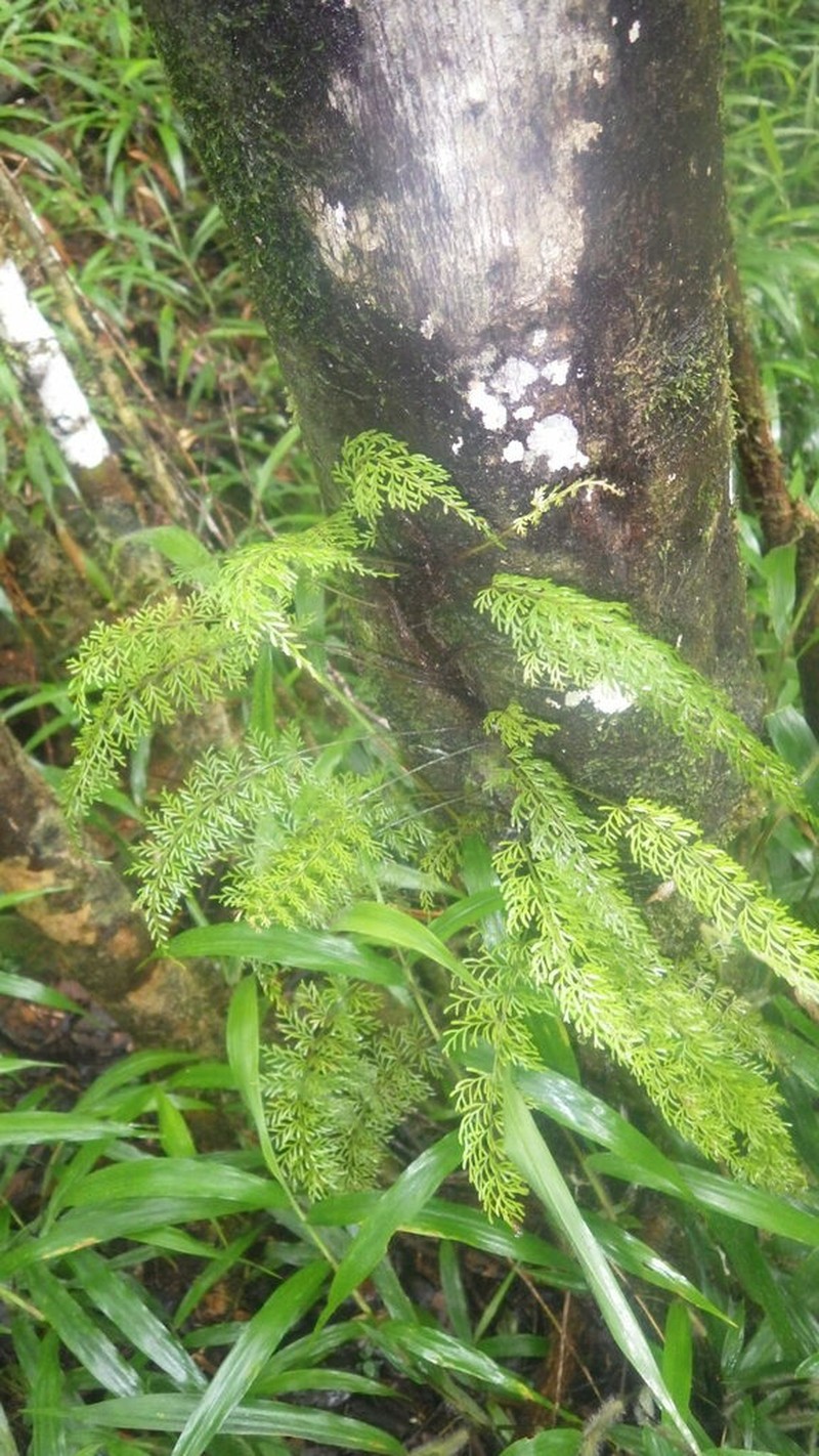 Asplenium herpetopteris photo 7