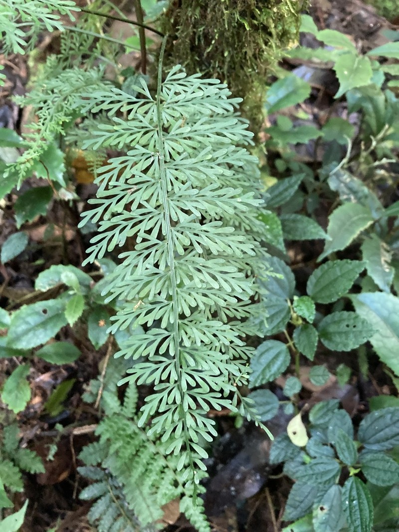 Asplenium herpetopteris photo 8