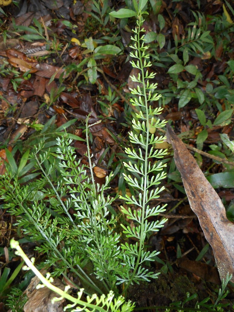 Asplenium herpetopteris photo 2