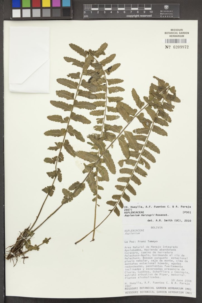 Asplenium herzogii photo 3