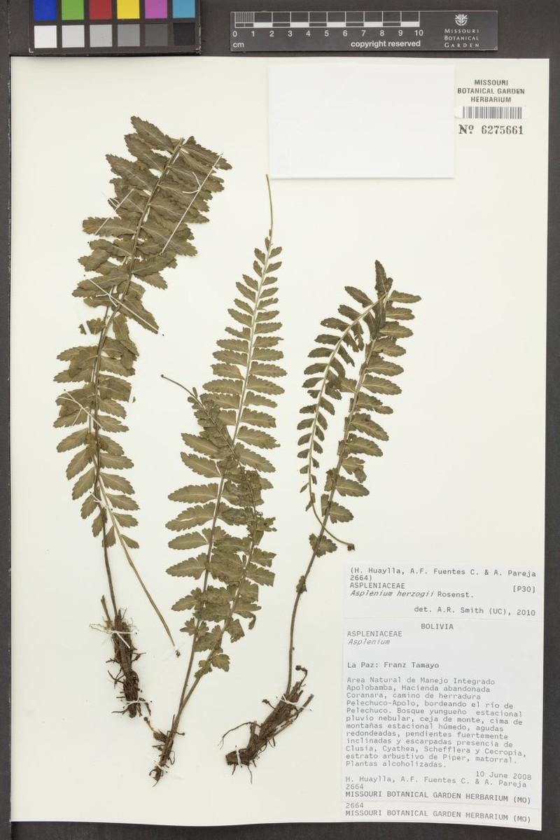Asplenium herzogii photo 4