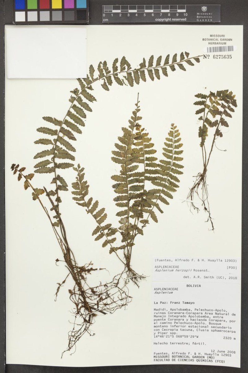 Asplenium herzogii photo 5