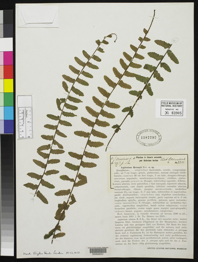 Asplenium herzogii