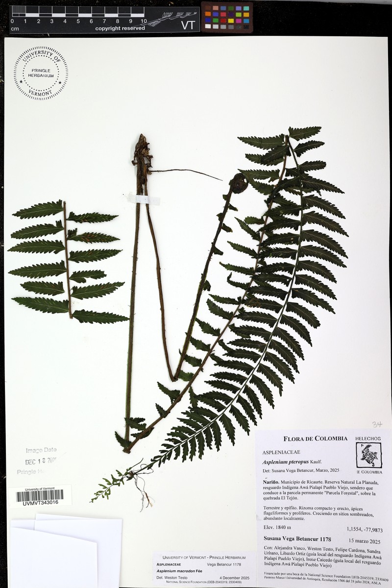 Asplenium herzogii