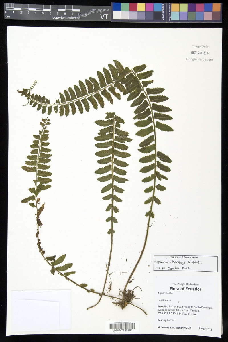 Asplenium herzogii photo 2