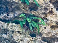 Bicolored Spleenwort