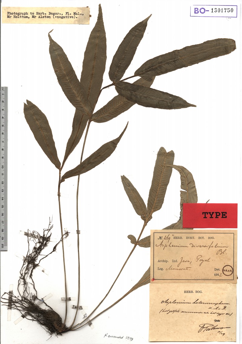 Asplenium heteromorphum