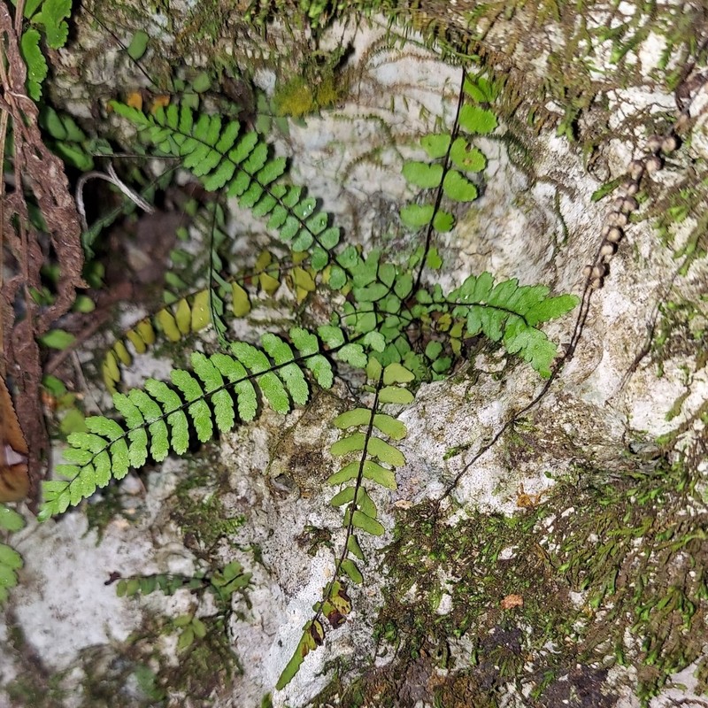 Spleenwort