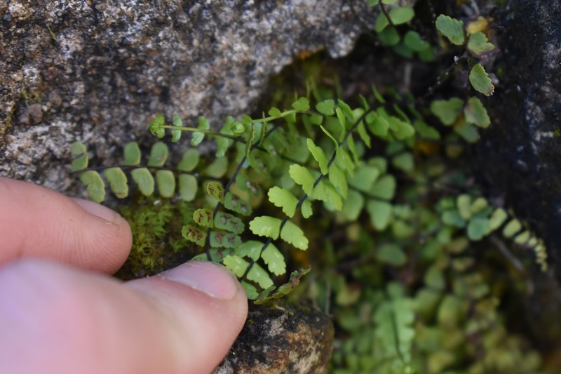 Spleenwort