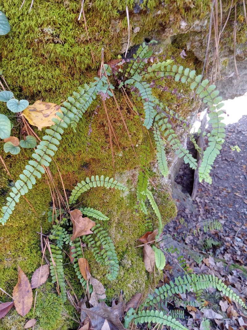 Spleenwort photo 2