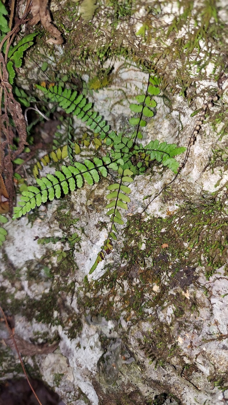 Spleenwort photo 3