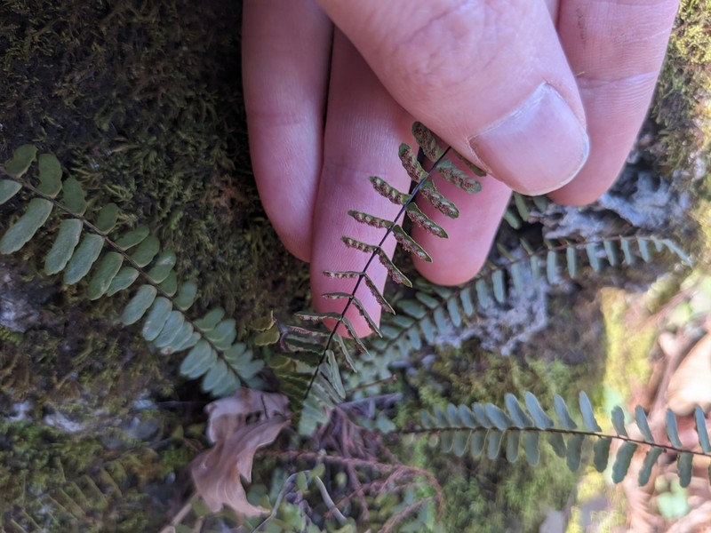 Spleenwort photo 4