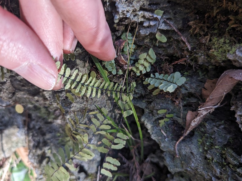 Spleenwort photo 5