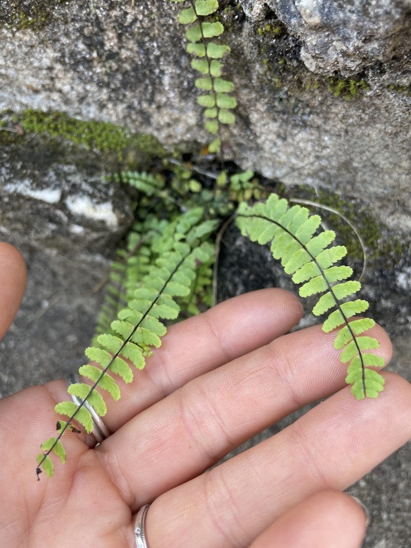 Spleenwort photo 6
