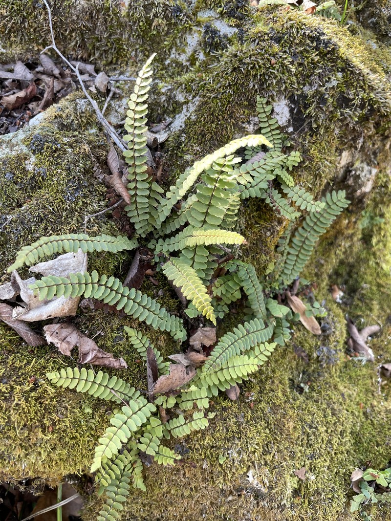 Spleenwort photo 7