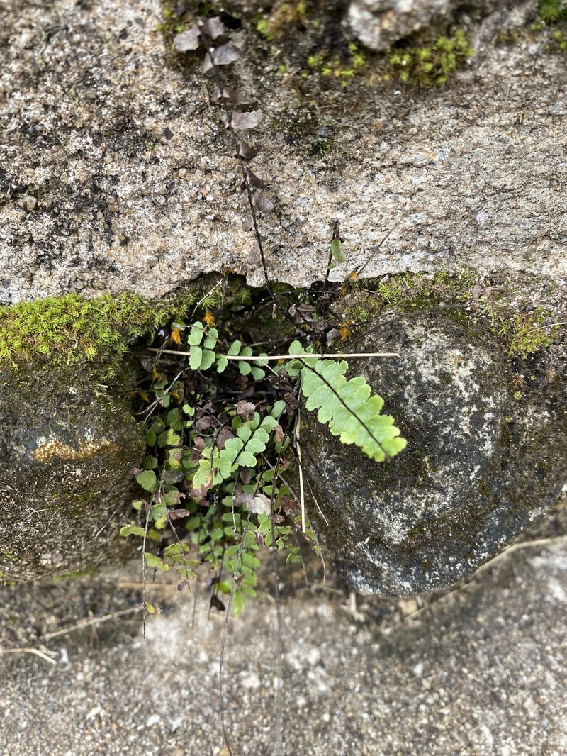 Spleenwort photo 8