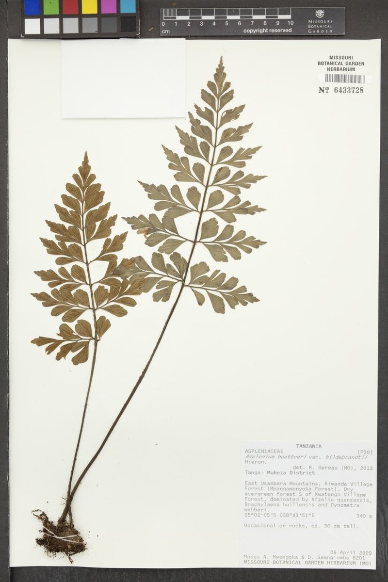 Asplenium hildebrandtianum