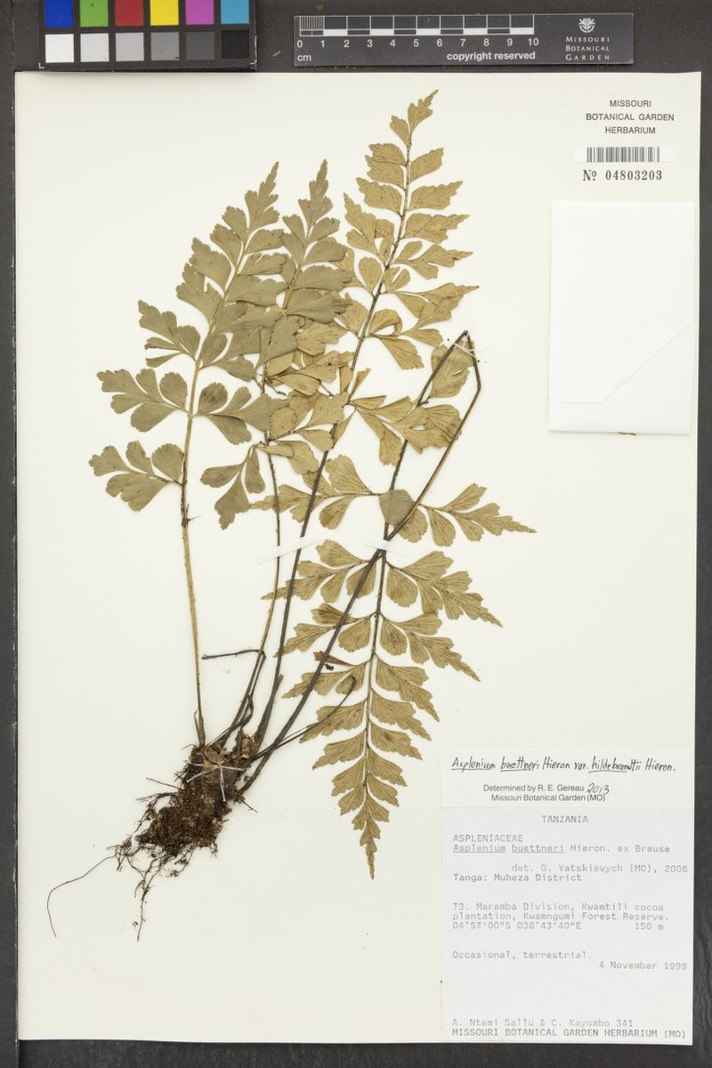Asplenium hildebrandtianum photo 2