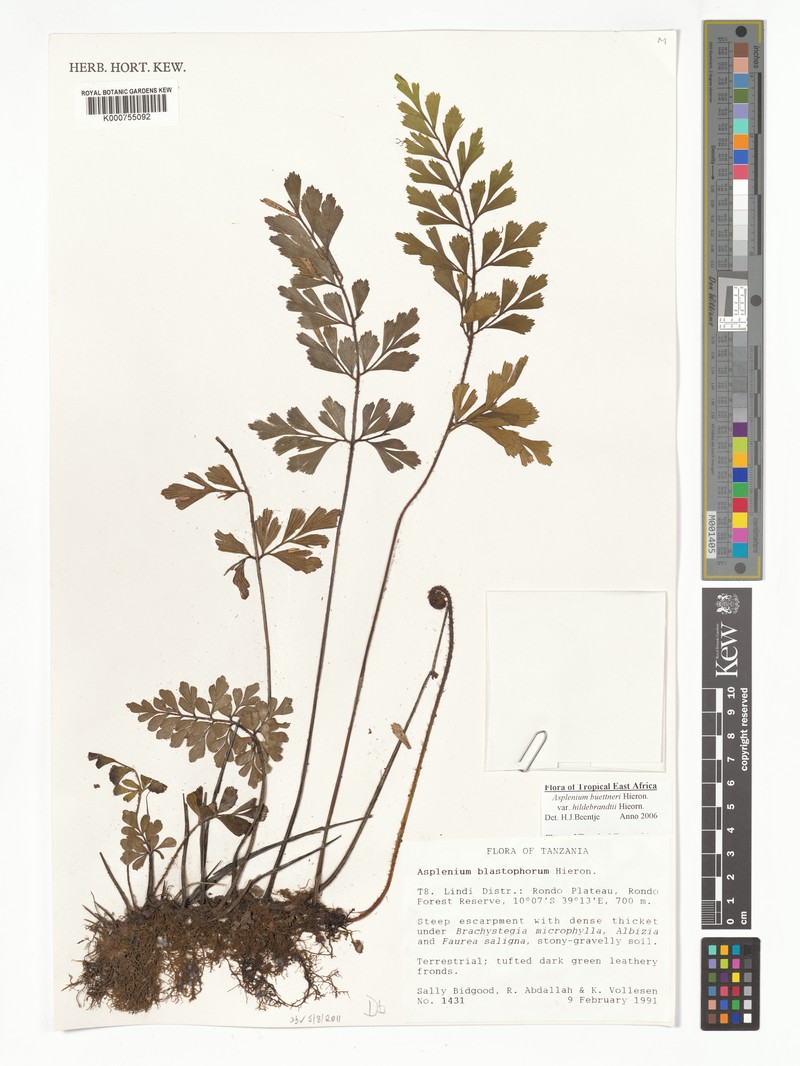 Asplenium hildebrandtianum photo 3