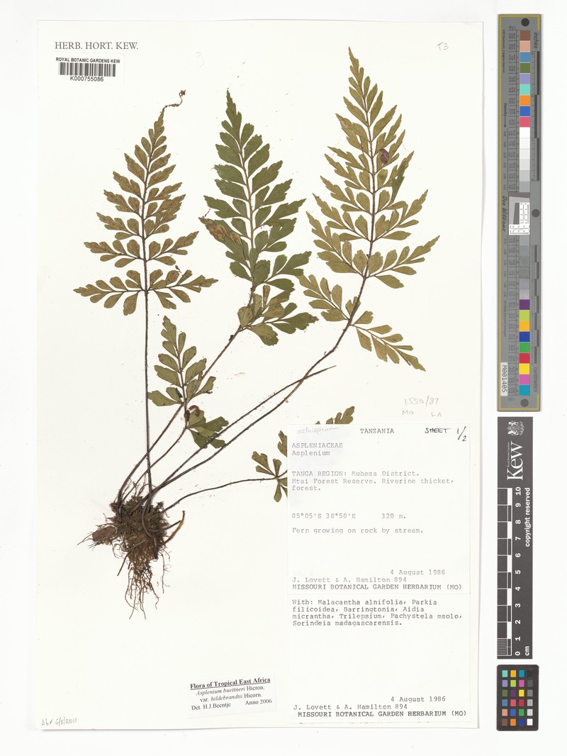 Asplenium hildebrandtianum photo 4