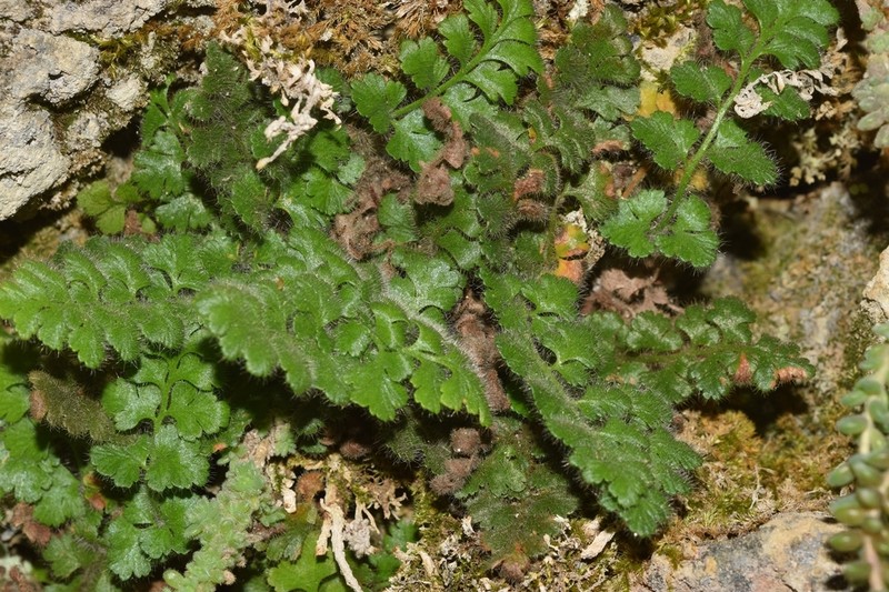 Asplenium hispanicum photo 3
