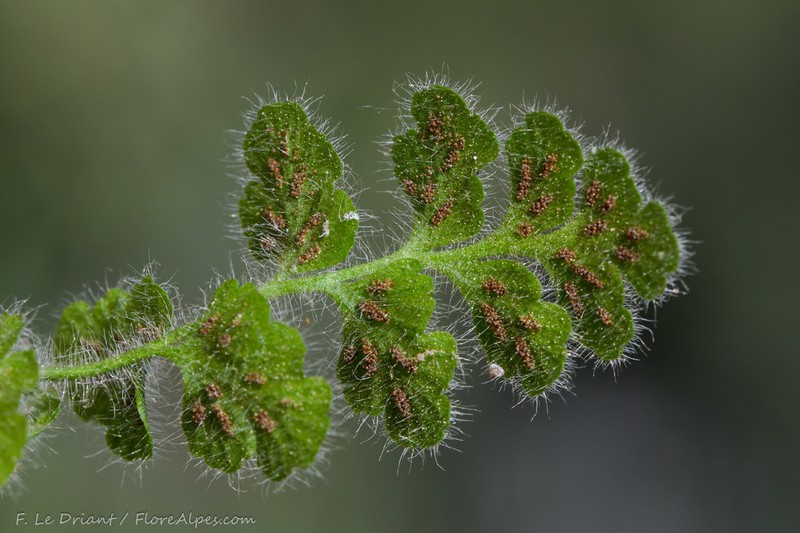 Asplenium hispanicum photo 4