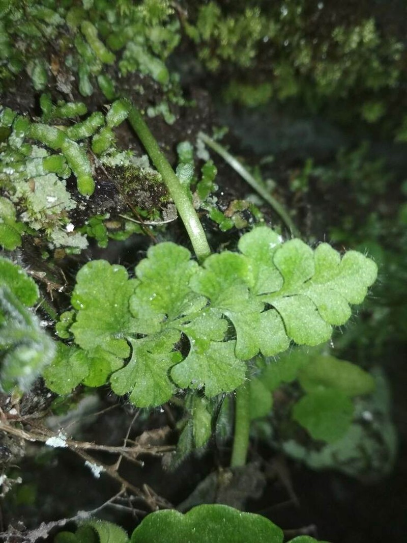 Asplenium hispanicum photo 5