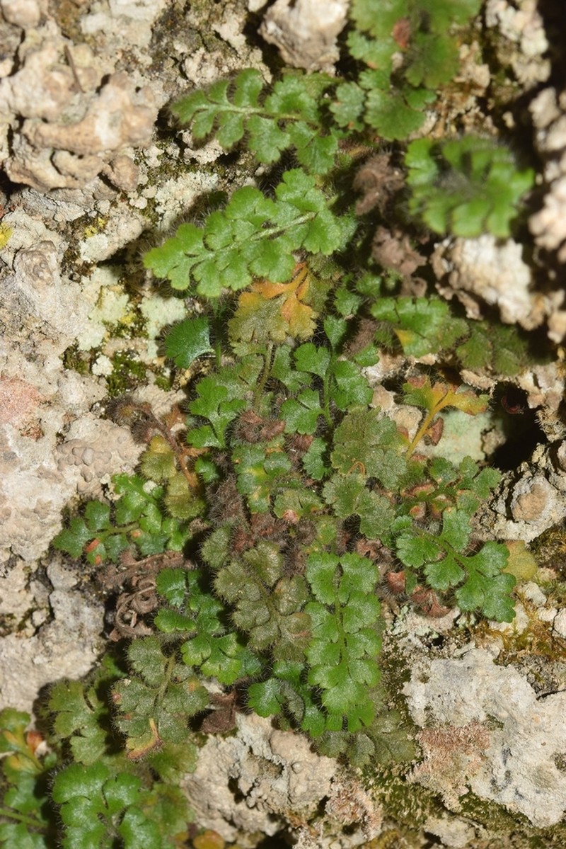 Asplenium hispanicum photo 6