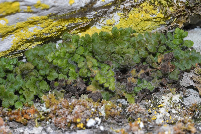 Asplenium hispanicum photo 7