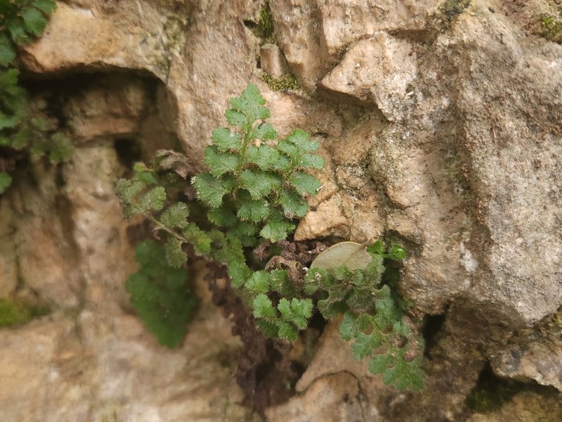 Asplenium hispanicum photo 8