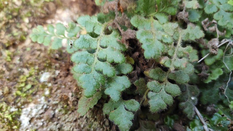 Asplenium hispanicum