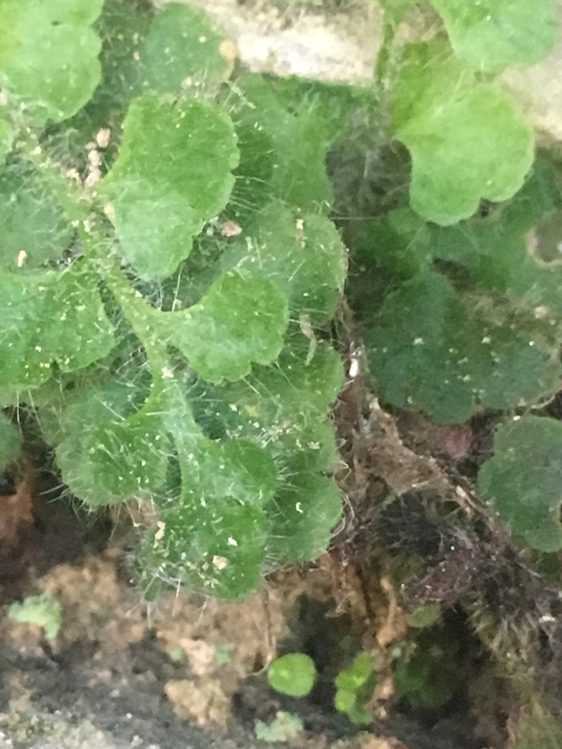 Asplenium hispanicum photo 2